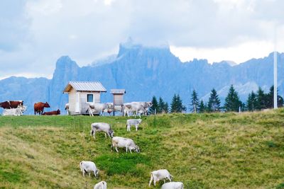 View of a sheep on landscape