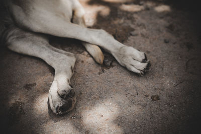 High angle view of a dog