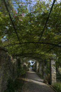 Trees in park