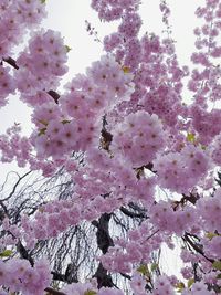 Low angle view of pink flowers on tree