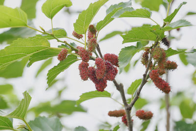 Close-up of red berries on plant