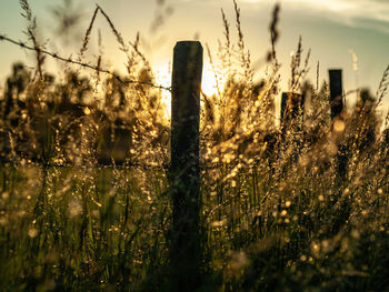 Close-up of plants on field against sky during sunset