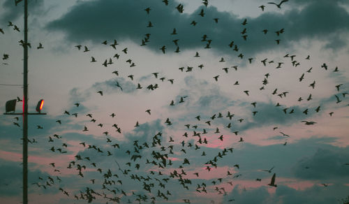 Low angle view of birds flying in sky during sunset