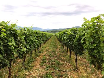 Scenic view of vineyard against sky