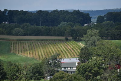 High angle view of trees on field