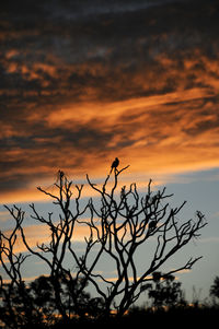 Silhouette plants against sky during sunset