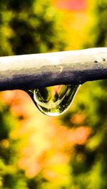 Close-up of water drop on tree