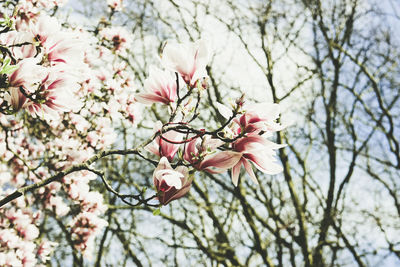 Low angle view of pink cherry blossom tree