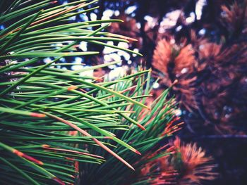 Close-up of pine tree