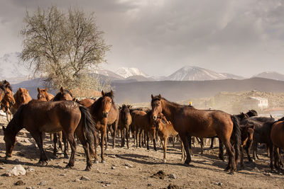 Horses in a field