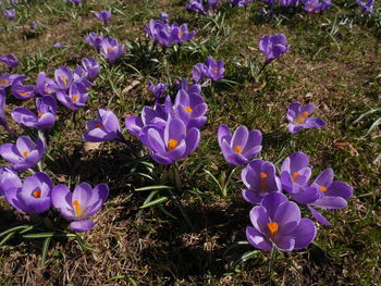 High angle view of purple crocus flowers on field