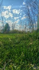 Bare trees on grassy field