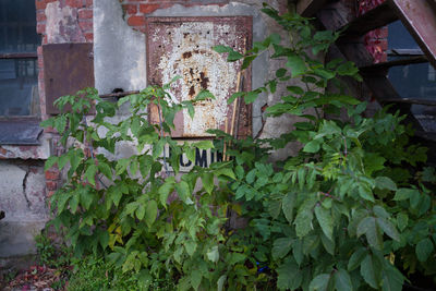 Close-up of ivy growing on abandoned building