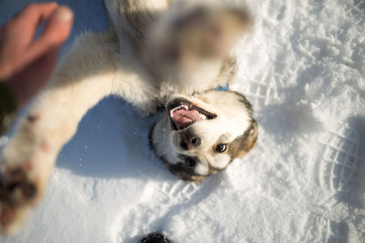 High angle view of puppy on snow