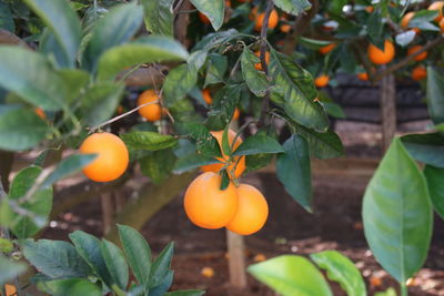 Close-up of orange fruit growing on tree