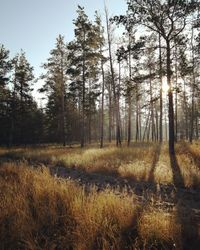 Trees growing in forest against sky