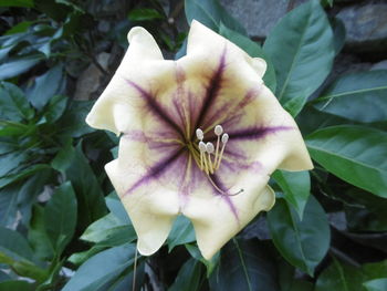 Close-up of flower blooming outdoors