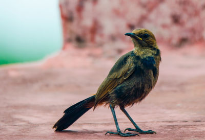 Close-up of bird perching on wall