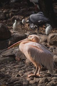 Close-up of pelican