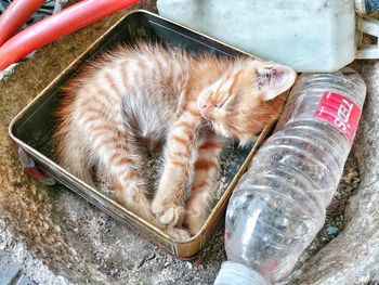 High angle view of cat drinking water