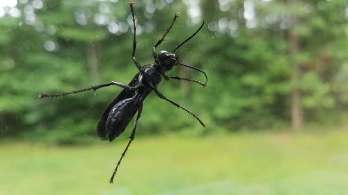 Close-up of insect