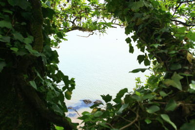 Plants growing on tree against sky