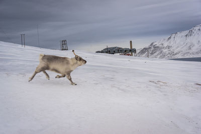 Dog on snow covered land against sky