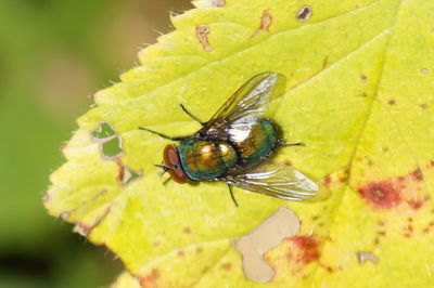 Close-up of bee on yellow flower