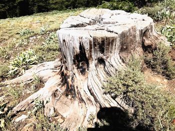 Close-up of tree stump in forest