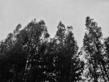 Low angle view of trees against sky