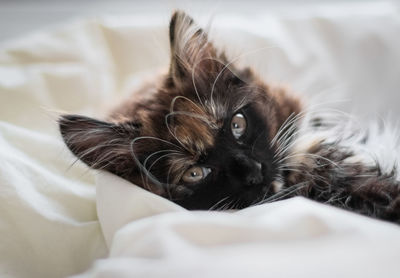Portrait of a small multi-colored thoroughbred kitten of a dark color persian breed lies on a duvet