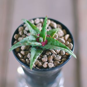 Close-up of succulent plant in pot