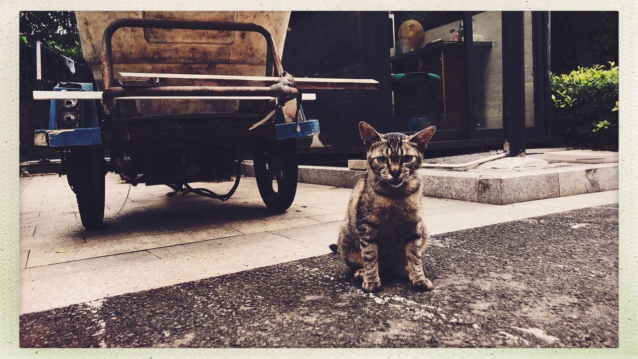 PORTRAIT OF A CAT SITTING ON A WALL