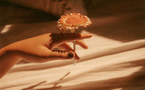 Close-up of hand holding dandelion flower