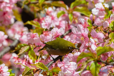 Close-up of pink cherry blossoms in spring