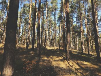 View of trees in forest