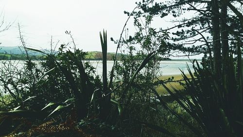 View of plants in water