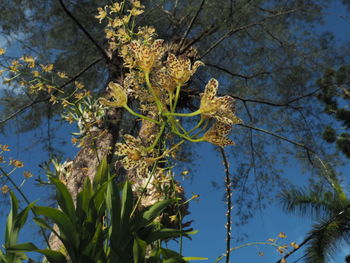 Low angle view of flowering plant against sky