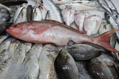 High angle view of fish for sale in market