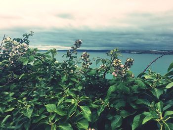 Close-up of plants by sea against sky