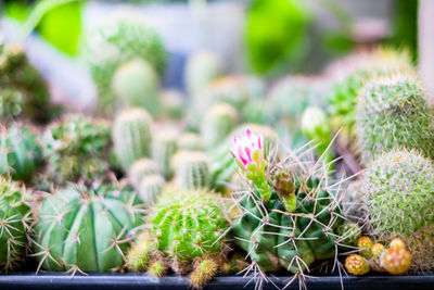 Close-up of potted plants