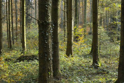 Pine trees in forest