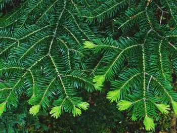 Close-up of green leaves