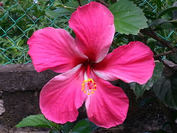 Close-up of pink flowering plant