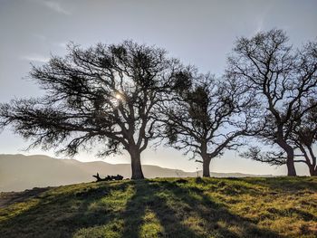 Weathered oak silhouette