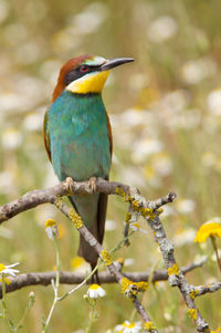 Close-up of bird perching on branch