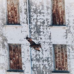 Bird on a building