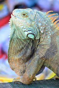 Close-up of a lizard