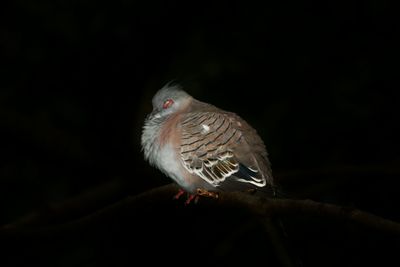 Close-up view of an animal