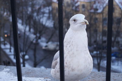 Close-up of a bird against blurred background